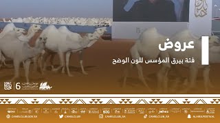 عروض فئة بيرق المؤسس للون الوضح  ضمن مسابقات #مهرجان_الملك_عبدالعزيز_للإبل6