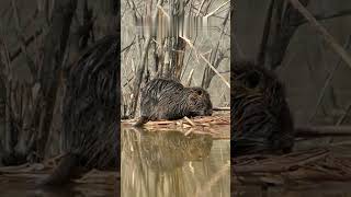 How Beavers build their own dam | #nature #Dam #wildlife