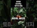 덜 익은 토마토에 독성 물질이 후숙으로 해결하는 방법. 건강정보 토마토후숙방법 shorts