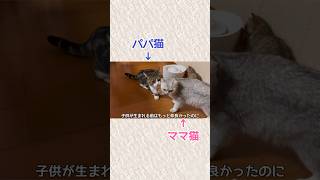 にゃんたまを失くしてから冷たくなったような⋯？ #猫 #猫のいる暮らし #ブリティッシュショートヘア #ミヌエット #cat