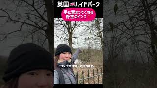 英国生活🇬🇧野生の巨大インコが手のひらに！動物に餌を手渡しできる公園。