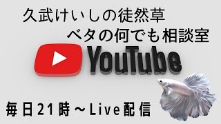 本日のライブオークションは開催します ♬【2021年5月8日】ベタの何でも相談室別館