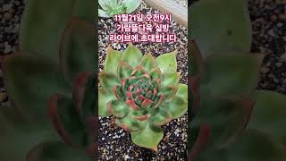 #가람뜰다육 #실방 라이브#초대합니다#핫한금다육들