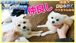 【保護犬クウ＆はく】二匹が仲良くしていてかわいい😍　【pomeranian rescued dog】The two are on good terms and cute 😍