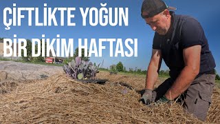 ÇİFTLİKTE YOĞUN BİR DİKİM HAFTASI