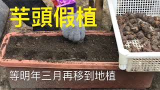 【休閒小菜園】芋頭假植、萵苣類間植、酵素過濾。