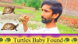 🐢🐢 Turtles Baby Found🐢🐢@DailyPakistanRoutine Mini Pool Pond  kachhua k Bacchae
