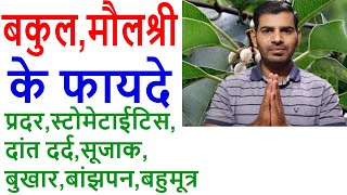 बकुल, मौलश्री के फायदे | Health benefits of bullet wood tree | Uses of Bullet Wood Tree