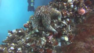 Diving Eureka oil rig- February 2014