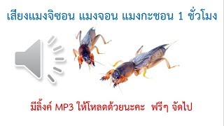 [เสียงต่อ Mp3] เสียงแมงจีซอน แมงกระชอน 1 ชั่วโมง