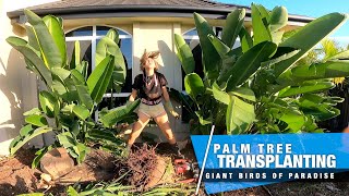 Transplanting Giant Birds of Paradise Palm Trees | Garden Transformation 🌴