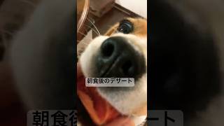 トマトが大好きなビーグル犬#犬#dog