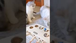 Cute cats and Toy! - Funny Animal Reaction! #shorts