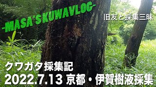 【クワガタ採集記】2022.7.13 京都・伊賀樹液採集　masa'skuwavlog