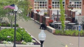 Black bear strolls through West Hartford Center