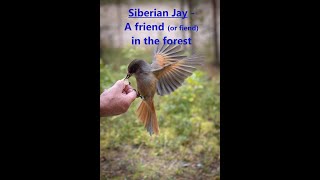 The Siberian Jay (Perisoreus infaustus) - A Friend In The Forest