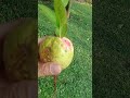 grow guava trees from guava shorts