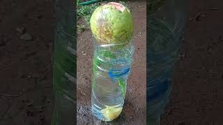 grow guava trees from guava #shorts