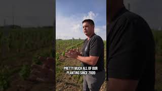 More Vineyard Updates at M Cellars