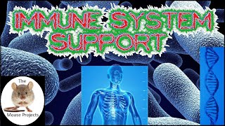 Immune system boost | Immune boosting foods | Immune response | Immune booster