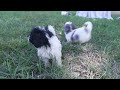 Henry Hershberger's Havapoo Puppies