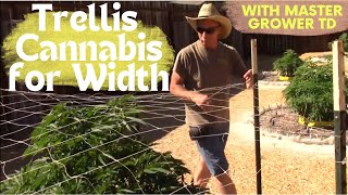 How to Trellis Net Cannabis Plants to Grow Wide & Increase Yield