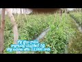 new tamoto crop madanapalli కొత్త టమోట తోట కోళ్ల బైలు గ్రామం కాట్లాటపల్లి @sayedshahataj2000