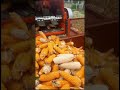 Driving and using video of 2-row small corn harvesting machine in India