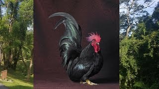 Japanese Bantam, Chabo - Fancy Сhicken Breed