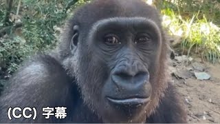 GL Ryan is finally accepted as a friend by Kintaro!  Gorilla | Momotaro family