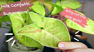 syngonium milk confetti care guide! | lighting, propagations, soil and more!