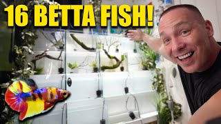 The ULTIMATE betta fish aquarium RACK!!! The king of DIY how to build a betta fish barrack