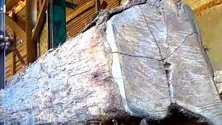 Besarnya kayu jati raksasa super panjang membuat suasana menegangkan hingga terjadi CEKCOK di sawmil