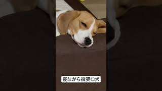 寝顔が天使すぎるビーグル犬