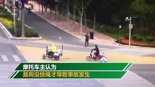 銀川一泰迪沒拴繩被撞傷主人索賠 車主：狗沒栓繩才致事故發生