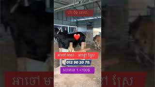 សូមអញ្ជើញបងប្អូន ទទួលលោតមេ 1=100$ ទីតាំង ភូមិទ្រាំងតាឯក ស្រុកខ្សាច់កណ្តាល. 012902070.