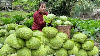 Harvesting cabbage for sale - Processing traditional cabbage meat rolls