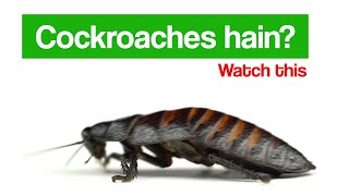 Cockroaches Fumigation - Cockroach Killers - Cockroach Treatment by Saaf.Pk