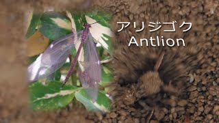 アリジゴクの行動　Antlion (larva) in action　Formicaleone al lavoro