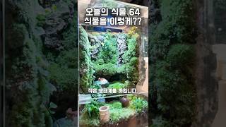 64. 식물을 이렇게 키울 수도 있어요!! 물안줌!!