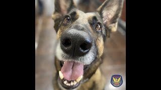K9 Equipment Grant Video