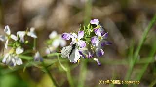 ハマダイコンの花の蜜を吸うツマキチョウ