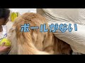 ボール欲しさに頭を突っ込んで動けなくなったおバカな大型犬【ゴールデンレトリバーとミニチュアダックスフンド】