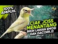 Ciak Joss Kecial Kuning Ampuh Menantang Lawan Bikin Emosi Dan GACORR‼️| PEPADU KECIAL