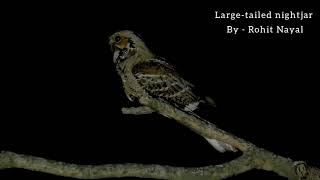 Large tailed nightjar By Rohit Nayal - Sattal ( Uttarakhand )