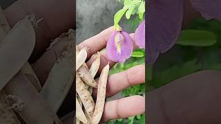 violet colour aparajita flowers seeds available వంకాయ రంగు శంకుపువ్వులు విత్తనాలు ఉన్నాయి