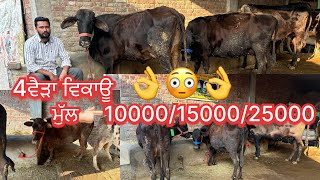 February 3, 2025 📞 +91 77107 19475☎️ #sale #cow #viralvideo #share