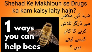 What Are These People Doing to The Bees?|Why Do Bees Die After Stinging?End tv