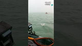 수면 위로 먹이를 따라 점프 하는 광어... 미친 활성도.. #Shorts  / Kayak Fishing Korea HNBKF#190