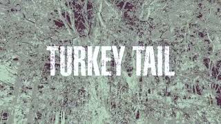 Modern Biology - Turkey Tail (Official Audio)